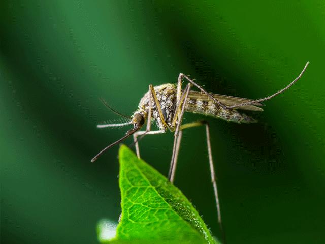 Điều gì sẽ xảy ra khi muỗi không còn tồn tại trên Trái đất?