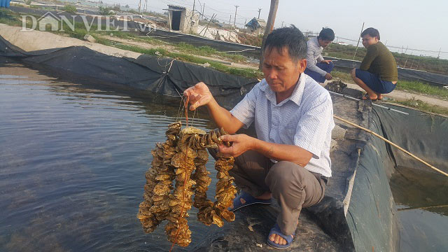 Ninh Bình: Ươm giống con &#34;ông ăn bà khen&#34;, kiếm trăm triệu/tháng. - 1