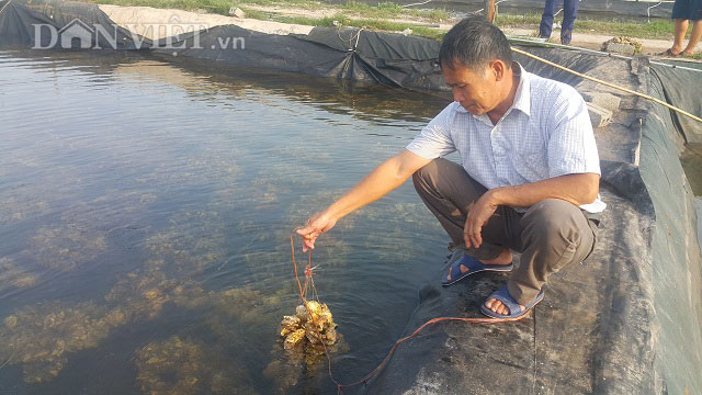 Ninh Bình: Ươm giống con &#34;ông ăn bà khen&#34;, kiếm trăm triệu/tháng. - 3