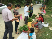 Thị trường - Tiêu dùng - Trèo đèo, lội suối &quot;săn&quot; đặc sản rau dớn rừng, đếm lọn thu tiền