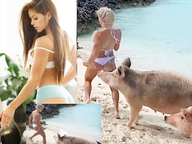 Người mẫu bikini đang chụp bị lợn cắn, sóng úp trôi người lẫn đồ