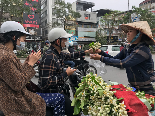 Đào phai, mai tàn, dân Hà thành chuộng thứ hoa quê thơm nức giá nửa triệu/kg - 6