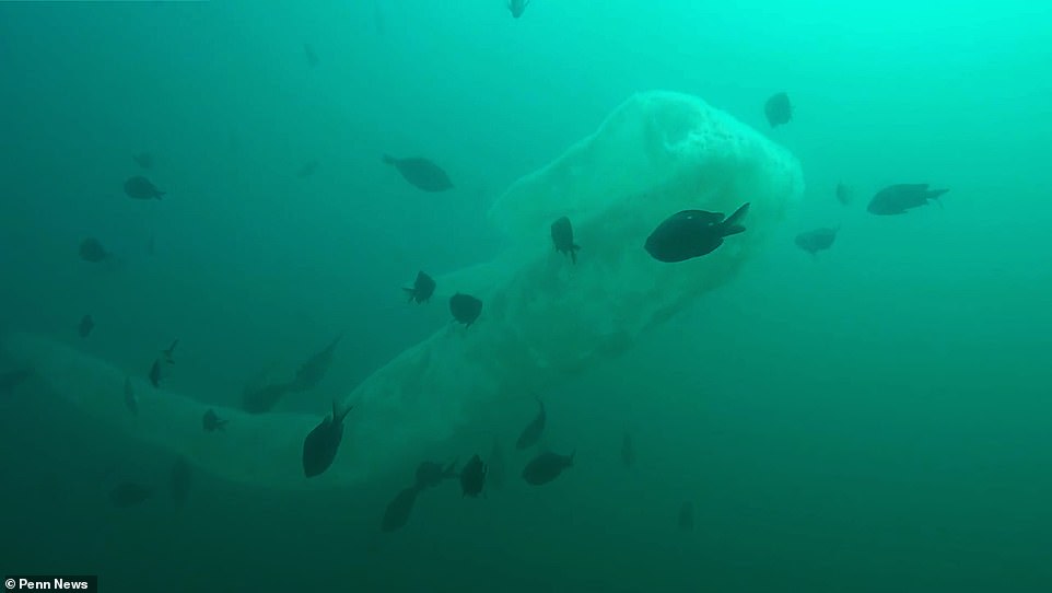 Video: Thợ lặn hãi hùng vì sinh vật như &#34;bao cao su khổng lồ&#34; xuất hiện trước mặt - 1
