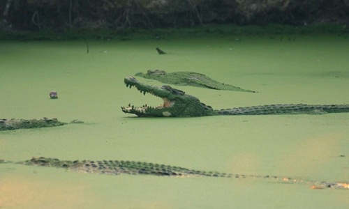 Malaysia: Kinh hoàng chứng kiến cảnh người thân chết thảm vì cá sấu - 1