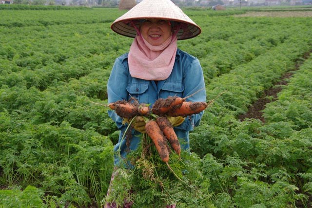 Hải Dương: Cà rốt xuống giá, người dân phải bán cả cho hộ nuôi lợn - 3