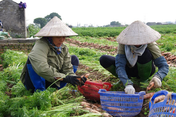 Hải Dương: Cà rốt xuống giá, người dân phải bán cả cho hộ nuôi lợn - 6