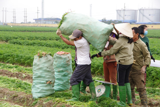 Hải Dương: Cà rốt xuống giá, người dân phải bán cả cho hộ nuôi lợn - 8