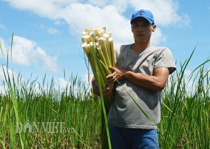 Cà Mau: Sau Tết, giá rau hoang dại này vẫn cao, kiếm nửa triệu/ngày - 2