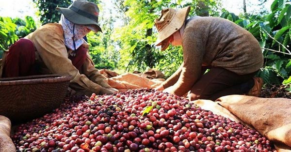 Người Thái nhập hơn 90% lượng cà phê từ Việt Nam - 1