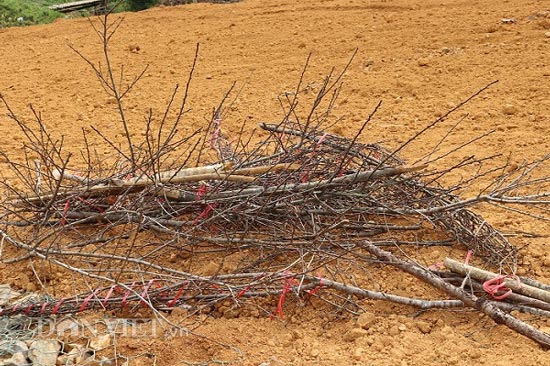 Ảnh: Sau Tết, đào rừng không ai mua thành củi, rác trên đất Tây Bắc - 7