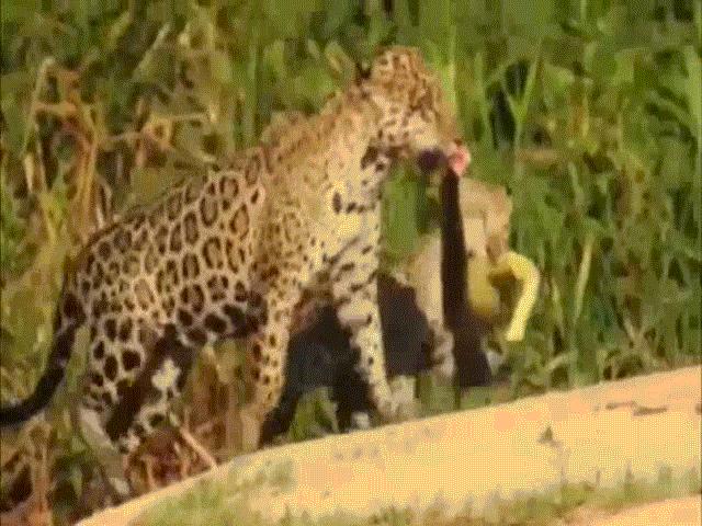 Thế giới - Video: Hai mẹ con báo đốm “làm thịt” quái vật đầm lầy ở Brazil