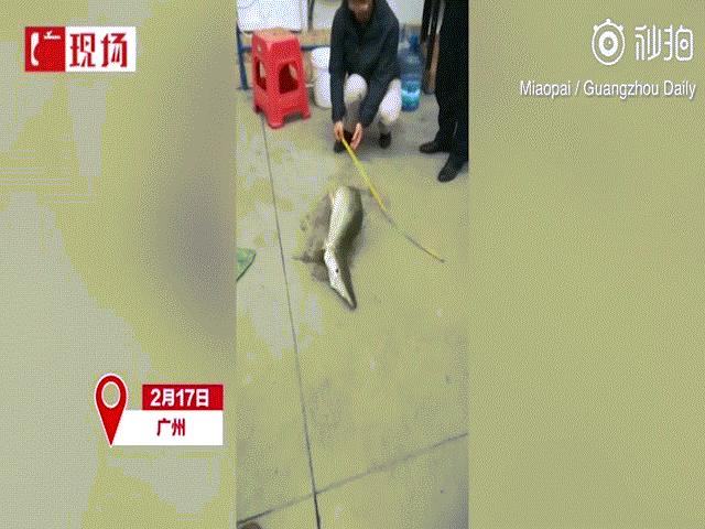 Thủy quái “nửa rắn nửa rùa” xuất hiện ở hồ Trung Quốc