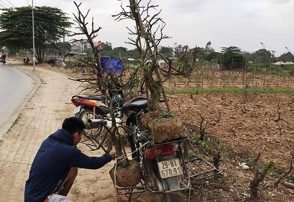 Sôi động thu hồi, mua bán, ký gửi gốc đào sau Tết - 1