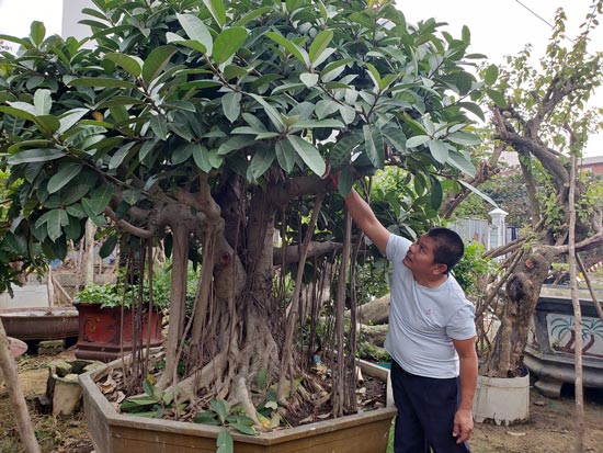 Đà Nẵng: Kiếm nửa tỷ đồng mỗi năm từ nghề &#34;săn&#34; cây cảnh - 1