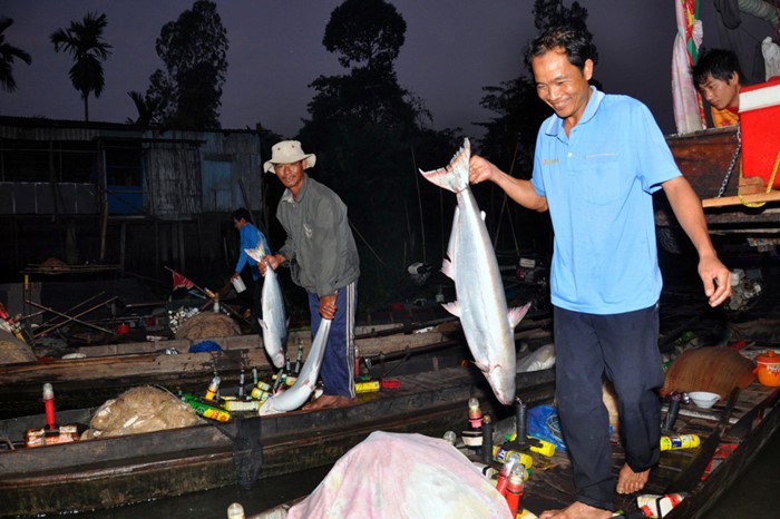 &#34;Trúng mánh&#34; cá bông lau to bự, bán giá gần nửa triệu đồng/kg - 1