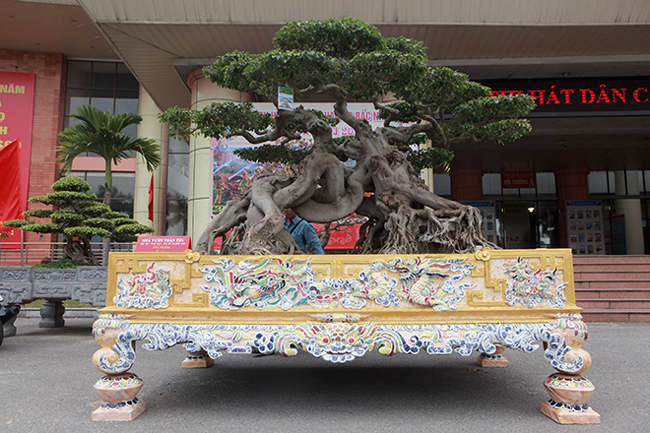 Xuất hiện tại Triển lãm sinh vật cảnh tỉnh Bắc Ninh, cây sanh có hình thù độc đáo này được đặt tại một vị trí trang trọng để du khách chiêm ngưỡng.