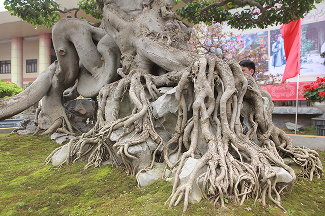 "Thời gian trước, Chủ tịch hội sinh vật cảnh nghệ thuật Đài Loan đã trả 1,4 triệu USD (khoảng 32 tỷ đồng) nhưng tôi muốn giữ, coi cây như một bảo bối hay nói vui là để trấn trạch", anh Toàn chia sẻ
