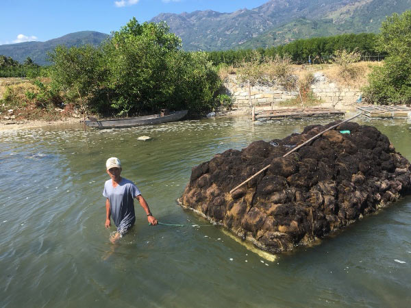 &#34;Lộc biển&#34; bất ngờ xuất hiện dày đặc, ngư dân Khánh Hòa hái ra tiền - 6