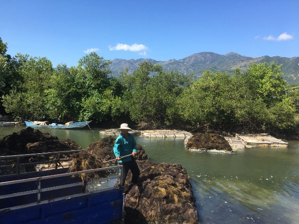 &#34;Lộc biển&#34; bất ngờ xuất hiện dày đặc, ngư dân Khánh Hòa hái ra tiền - 8