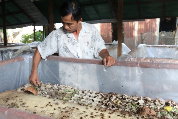 An Giang: Nuôi loài chết sớm, không mùi hôi thối, kiếm bộn tiền - 2