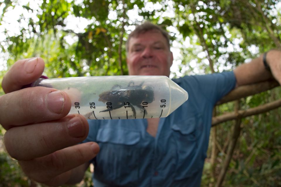 Loài ong lớn nhất thế giới bị phát hiện sau gần 40 năm “lẩn trốn” - 1