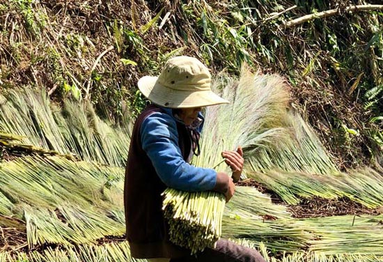 Mang gùi, cầm rựa vào rừng &#34;nhặt&#34; lộc của người miền núi Quảng Ngãi - 6