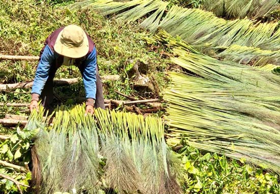 Mang gùi, cầm rựa vào rừng &#34;nhặt&#34; lộc của người miền núi Quảng Ngãi - 8