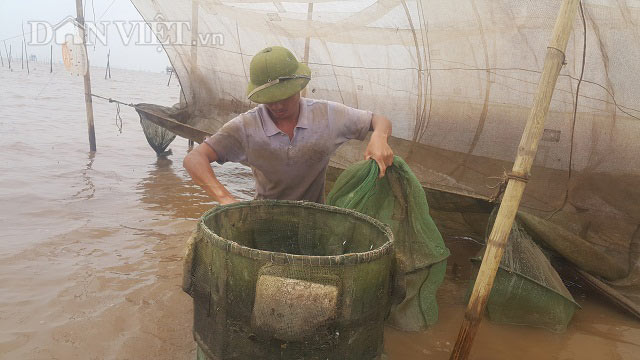 Săn đặc sản tôm đất bé tin hin kiếm tiền triệu mỗi ngày ở Ninh Bình - 3