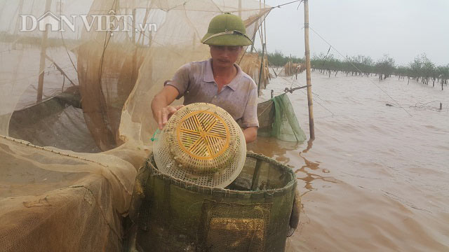 Săn đặc sản tôm đất bé tin hin kiếm tiền triệu mỗi ngày ở Ninh Bình - 6