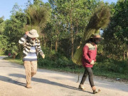 Thị trường - Tiêu dùng - Mang gùi, cầm rựa vào rừng &quot;nhặt&quot; lộc của người miền núi Quảng Ngãi