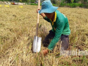 Thị trường - Tiêu dùng - Về miền Tây xem cảnh hò reo săn chuột đồng độc nhất vô nhị