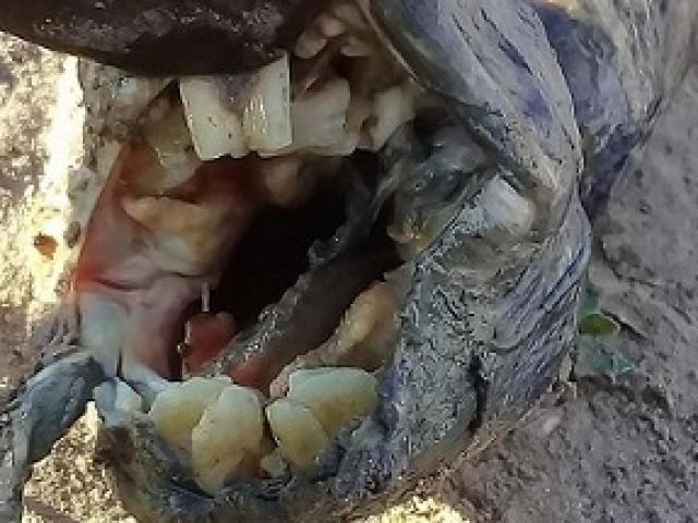 Phát hiện “con lươn” kì quái có hàm răng giống người