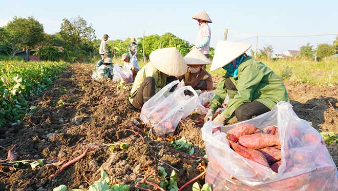 Khoai lang củ to bự, dân méo mặt vì doanh nghiệp &#34;bỏ bom&#34; - 2