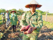 Thị trường - Tiêu dùng - Khoai lang củ to bự, dân méo mặt vì doanh nghiệp &quot;bỏ bom&quot;