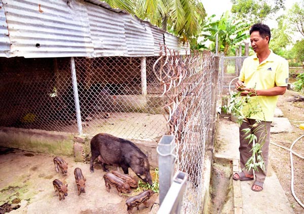 Kiên Giang: Nuôi heo rừng cho ăn rau lang, thu lời 200 triệu mỗi năm - 1