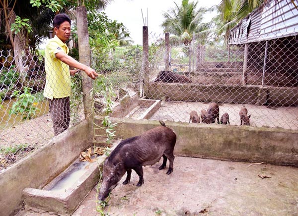 Kiên Giang: Nuôi heo rừng cho ăn rau lang, thu lời 200 triệu mỗi năm - 2