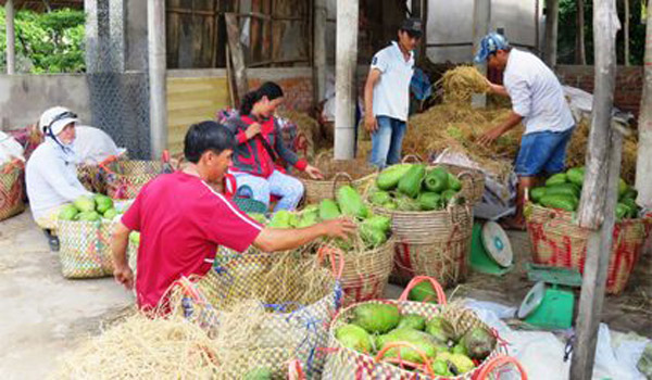 Đất cù lao sung túc nhờ mãng cầu xiêm, thu 20-30 triệu/công - 1