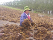 Thị trường - Tiêu dùng - Chỉ cần ra ao đầm vớt &quot;lộc trời&quot; về bán, thu 4- 5 triệu đồng/ngày