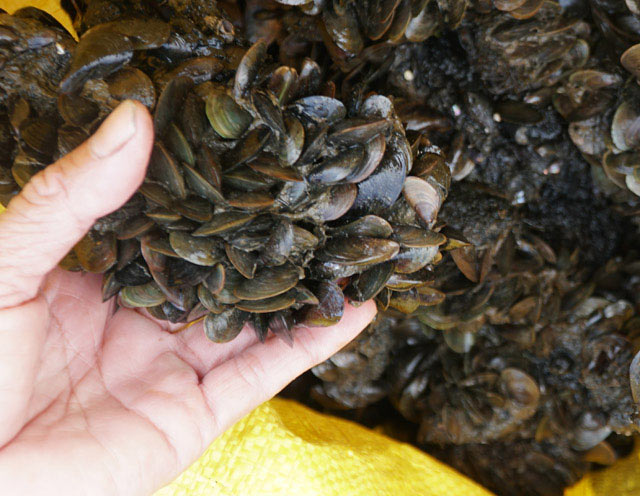 Dầm mình nhiều giờ quyết "săn" bằng được con đồng đen, cơm cháy - 1