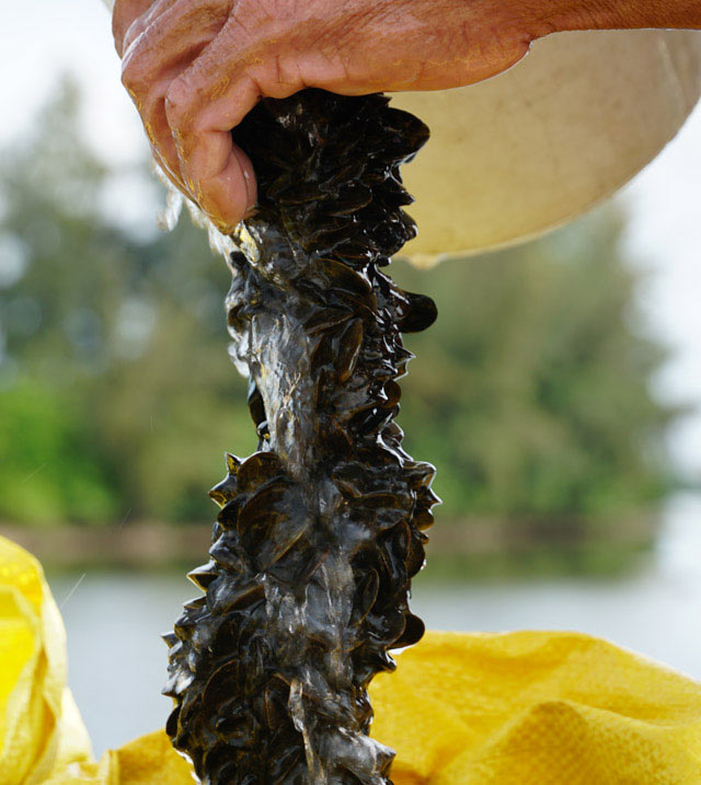 Dầm mình nhiều giờ quyết "săn" bằng được con đồng đen, cơm cháy - 3