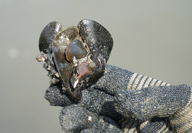 Dầm mình nhiều giờ quyết "săn" bằng được con đồng đen, cơm cháy - 4