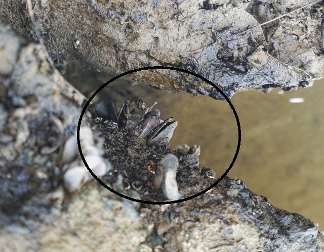 Dầm mình nhiều giờ quyết "săn" bằng được con đồng đen, cơm cháy - 6