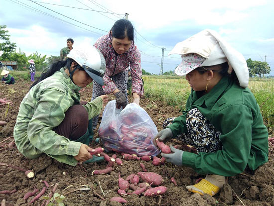 Đau xót: Nguy cơ bỏ thối, làm phân xanh hơn 600ha khoai lang Nhật - 1