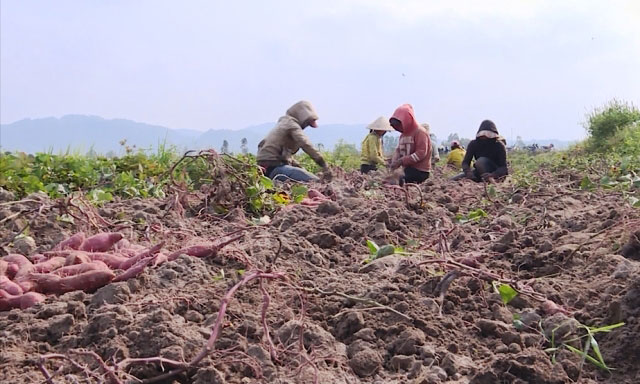 Đau xót: Nguy cơ bỏ thối, làm phân xanh hơn 600ha khoai lang Nhật - 3