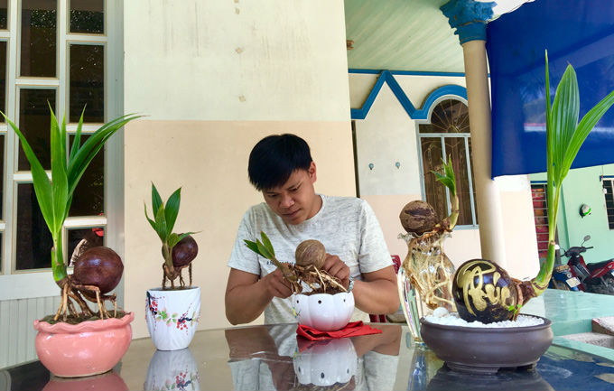 Độc đáo Bến Tre: Bonsai dừa độc lạ giá hơn triệu một chậu bé tí - 2