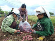 Thị trường - Tiêu dùng - Đau xót: Nguy cơ bỏ thối, làm phân xanh hơn 600ha khoai lang Nhật