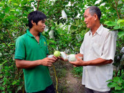 Thị trường - Tiêu dùng - Kiên Giang: Thấy giống ổi lạ, mua về trồng, không ngờ lại bán chạy