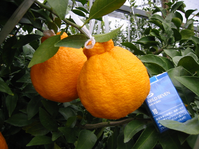 Cam Dekopon Citrus – 80 USD (1,8 triệu đồng)/quả. Những quả cam có bề ngoài hoàn toàn bình thường này được cho là loại cam ngọt nhất thế giới, với kích thước chỉ bằng một quả bóng tenis loại nhỏ.