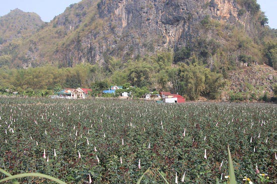 Gái đảm lên núi trồng hoa hồng, lãi hơn 300 triệu đồng mỗi năm - 3