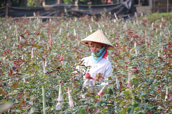 Gái đảm lên núi trồng hoa hồng, lãi hơn 300 triệu đồng mỗi năm - 4